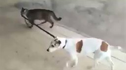 Кошка ведёт пса на поводке