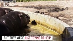 Бегемоты помогли утенку выбраться из бассейна