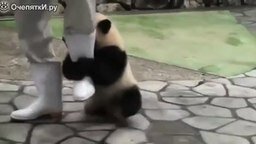 Панда-хулиганка