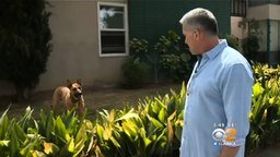 Хозяин с собакой спасли колибри