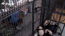Панды сводят с ума няньку