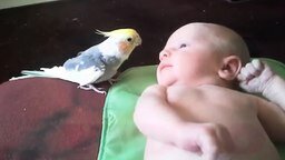Попугаичья песня для малыша