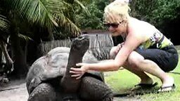 Черепаха - гигант